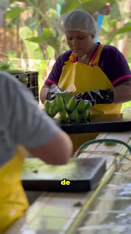 MÁS DE 50 productos salen del Banano y fue por eso que me fui hasta la zona bananera del Magdalena para conocer más de cerca el proceso, DISFRUTEN EL VIDEO  #zonabananera #magdalena #banano #cayeye #santamartacolombia🇨🇴 #colombia 