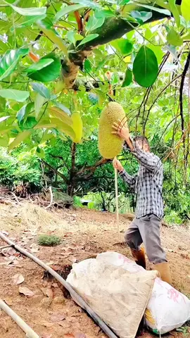 👨‍🌾👍🏻 Harvest fruit with me #relax #smile #garden 