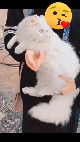 cat lover 💞#viral #trending #fyppppppppppppppppppppppp #foryou #ufbfam 