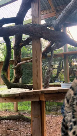 Mornings are always better when we’re together 🥰 #xtremeexoticswildlifefoundation #zookeeper #cuteanimals #zoolife #xtremeexotics #sweetpeaandsumi #cloudedleopard #sweetpeasumiandmaverick #conservation #animalhumanbond #nonprofitsoftiktok #fyppppppppppppppppppppppp #enrichment 