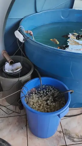 Meu sistema de criação de peixe jumbo em caixa d'água de 1000L. O que você achou? Montaria um desse?  . Deixa seu comentário 👇  . . . Siga @aquapetideal para mais conteúdos assim. . . . #oscarfish #oscarpeixe #aquariodeoscar #caixadagua #peixeemcaixadagua #oscaremcaixadagua #aquario #aquarismo  #oscarfishbrazil #jumbofish #americancichild #ciclideos #tucunareazul 