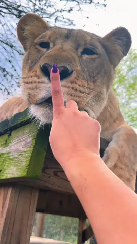 Crazy lion girls, Sahara & Sarabi ❤️ #NOTpets #lion #lions #lioness #bigcat #bigcats #cat #cats #boop #boops #boopboopboop #boopthesnoot #animal #animals #fl #florida #fyp 