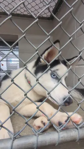 Tiki has the most beautiful blue eyes... and some interesting brows. She's also rocking the middle part (that's the style now right?) #richmondanimalleague #bettedaviseyes #shelterpuppy #adoptapuppy #blueeyes 