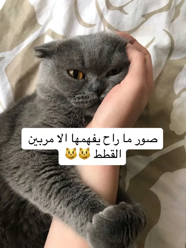 #قطط_كيوت #قطط #cat #fyp 