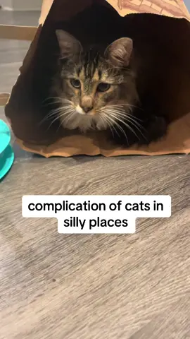 #cats #ififitsisits #kitty #kitten #catmom #catsoftiktok #fyp #trending #catinabag #catinabox #catinthehat #monstercat #sillycat 