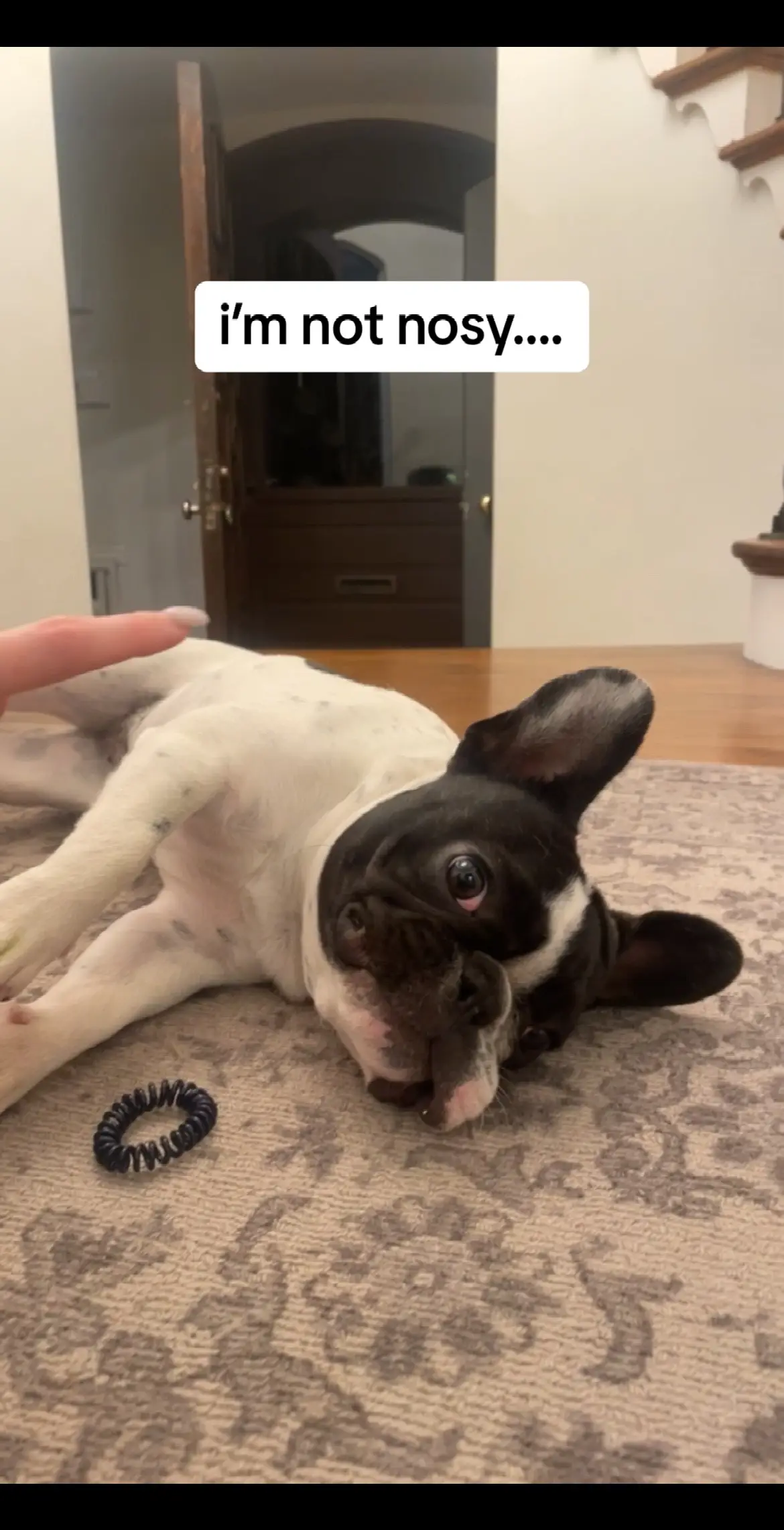 Landscapers definitely leave the gate open on purpose so I can escape and say hi to them! #dogsoftiktok #frenchbulldog #frenchies #frenchiesoftiktok #cutepuppies #dogtrend #dogtok #doglovers 