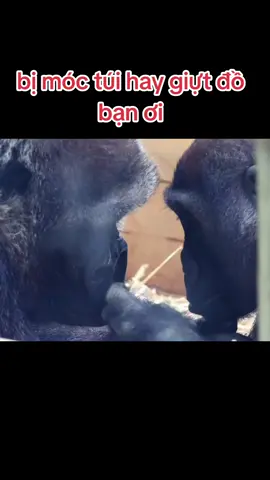 bị móc túi hay giựt đồ mà buồn vậy bạn #longtienghaihuoc #xuhuong #vuive #haihuoc #khỉ 