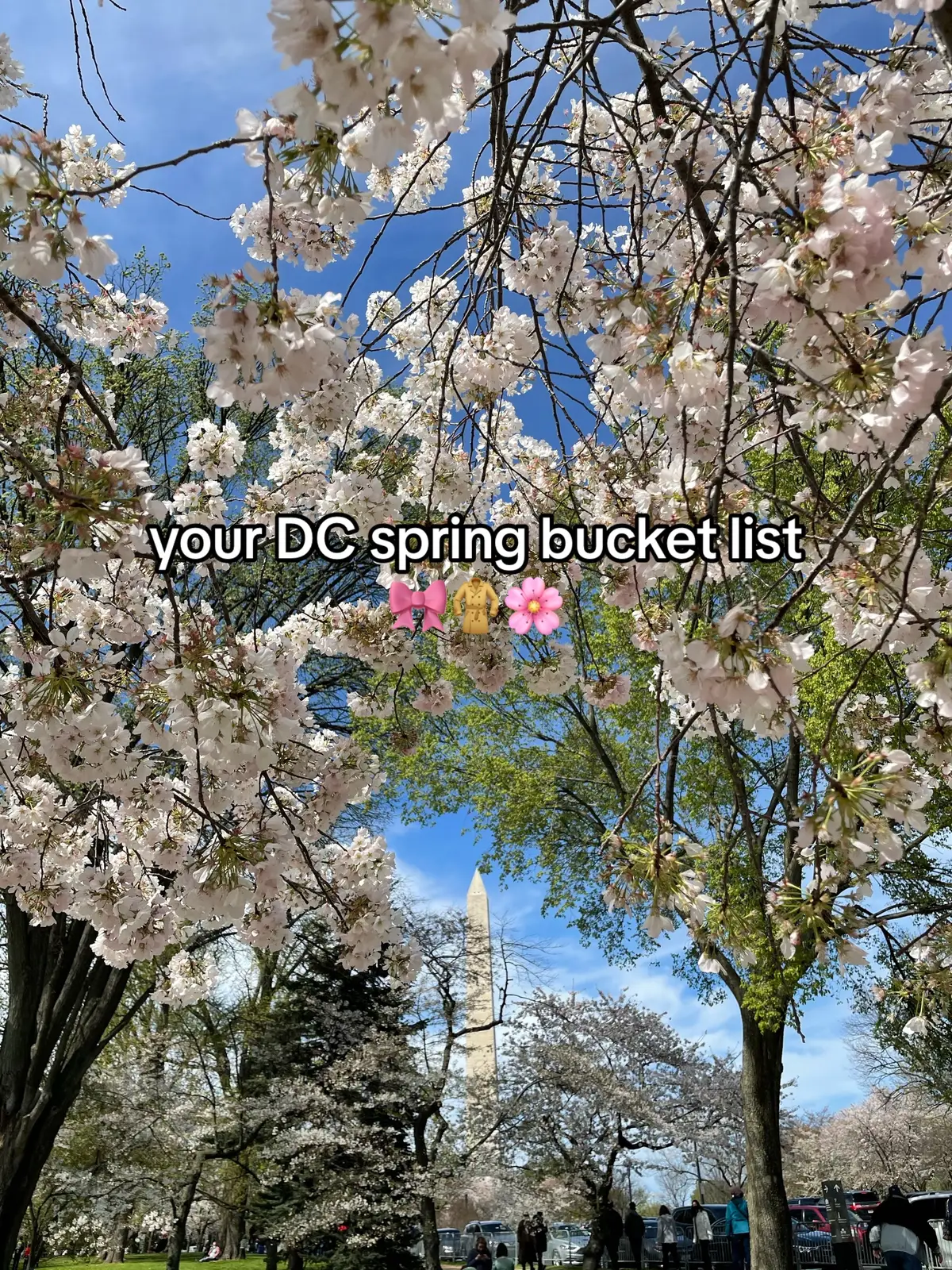 whats your fav thing about spring in dc??? #thingstododc #dc #dctiktok #springindc #cherryblossoms #cherryblossomseason 