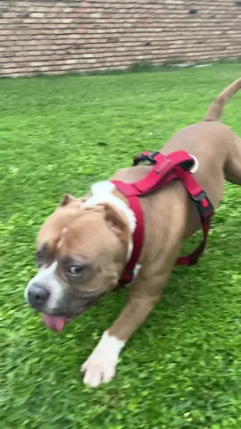 #knockemdown #hustling #hustler #producer #collab #gym #Fitness #FitTok #motivation #inspiration #midwestkustomsinc #mystory #overcome #life #extreme #exotic #americanbullys #americanbullyxI #king #kong #MajesticBully #son #americanbully #kingkong #father