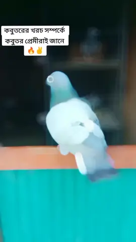 #viral #viralvideo #viraltiktok #tiktok #pigeon #capcut #babylove #foryou #fybシ 