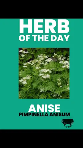 Herb of Today: Anise 🌱 Here are some benefits of integrating Anise in your everyday life. Anise has a WIDE range of uses but here I am naming a few. Go follow @mysticalmeeks MY ONLY PAGE Also check out Herb uses post! Sending and welcoming back abundant BLESSINGS and PEACE alongside LOVE and LIGHT ❤️🧿 #fyp #vvitch #vvitchtok #vvitchfyp #hoodoo #mysticalmeeks #astrology #angelnumbers #metaphysicalhealing #metaphysical #roots #rootwork #herbs #herbalmedicine #herbalbaths #herbaloil #spiritualbaths #spelljars #protection #spiritualawakening #spiritualjourney #seizures #epilepsy #altars #ancestors #ancestralaltar 