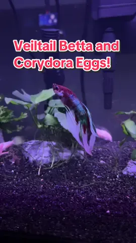 Lots of changes in my 20 gallon long! I sold my breeding trio of wag platys, and my old king betta Gunner passed away. I kept a lot of the platy fry and some of them were crossed with the male long fin platy I have. I also bought a pair of balloon mollies recently.  Thanks to @Moonlight Betta I found this Koi Veiltail! I was looking for one, and she pointed me to this guy from @Prism Bettas I also have the albino cory eggs in this breeder box as a little experiment. The substrate stuck to most of them, so hopefully that doesn’t cause an issue. I have had a good fish day today! #veiltailbetta #koibettafish #fishbish #albinocorycatfish #albinocorydoras #corydoraeggs #breederbox #frygrowout #communitytank #bettatankmates #bettacommunity #bettatok 