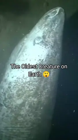 The Oldest Creature on Earth 😲#trending #randomfacts #tiktok 