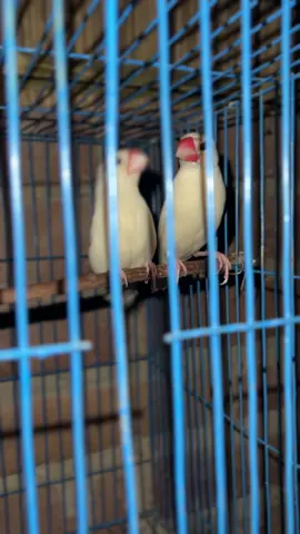 Java pakhi #birdsloverbyharun #birds #javapakhi #bajrigar 