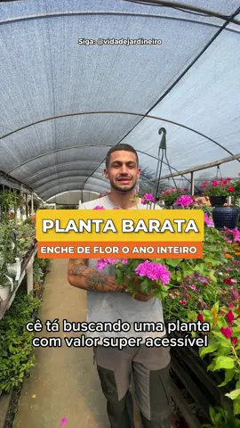 Siga: @vidadejardineiro para mais dicas de jardinagem 