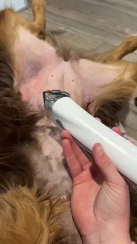 In love with this thing. #tiktokshop#dogsoftiktok#chonky#australianshepherd#satisfying#dogs 