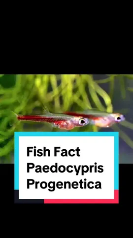 Owning the smallest fish? Are you up for the challenge to take care of the Paedocypris progenetica? #freshwateraquarium #nature #aquarium #plantedaquarium #fyp #fypシ #fishfacts #fishtok #aquarium #fishkeeping 