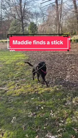 Maddie was living her best life last night. Found the biggest stick at the park #fyp#dogsoftiktok#rescue