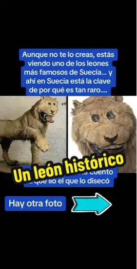 La cosa es que el Rey Federico I de Suecia recibió a cambio de unos acuerdo con Argelia, entre otras cosas, dos leones  enviados personalmente por el Rey de Argel en 1731. Y claro, Federico I posiblemente ahí en Suecia, era la 1ª vez que los veía, pero durante unos años los vio con vida. Cuando uno murió ordenó que fuera disecado para recordarlo en vida, pero claro al   taxidermista al que le encomendaron la misión  de preservarlo como en vida, estoy seguro que jamás había visto un león pues solo hay que ver cómo dejó al león, que por cierto, en  la actualidad este león, conocido popularmente como Leo, se encuentra expuesto en una vitrina en la armería del museo del castillo de Gripsholm, en Mariefred, a unos 65 kilómetros al oeste de Estocolmo…. Si es que para estas cosas las nuevas tecnologías si que son buenas🤣🤣 #SabiasQue #historia #AprendeEnTikTok #curiosidades #educacion #profesor #humor