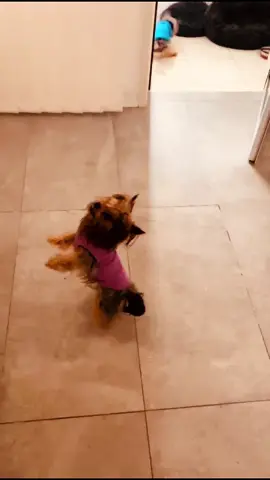 Baby dog #dog #caes #4patas #amor #peludos #pet #pets #filhodequatropatas #gratidao 