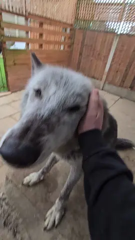 Jet hates her personal space being invaded, Sully on the other hand loves invaded personal space 🐺🐾🖤🤍 #wolfdog #wolf #views #fyp #tiktok #trending #viral #dog #animals 