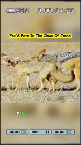 Fox's Fate in the Claws of Jackal #wildanimals #animals #fyp 