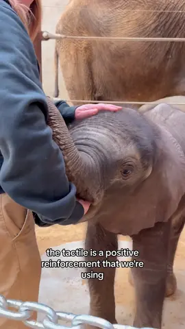 Trunk in training! 🐘 Watch our adorable elephant calf take his first steps in learning with a little guidance from his Keepers. The calf will make its public exhibit debut on Sat, March 16.  Cast your vote before the naming contest closes and learn more about upcoming elephant events at the link in bio.  #ToledoZoo #ToledoOhio #Toledo #BabyElephant #Elephant #ElephantsofTiktok #ElephantBaby #cuteanimals 