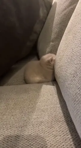 Why are you hiding here.🤣#kitten #cutecat #pets #fyp 