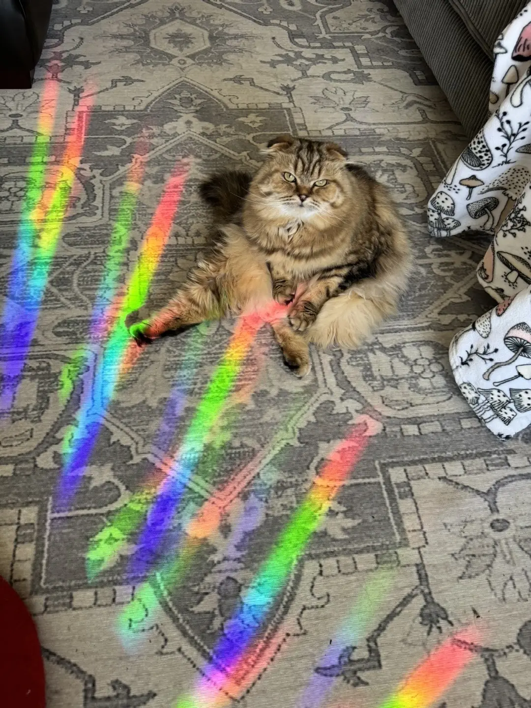 🌈🌈🌈 Hello #handsomecat #georgiethebuddhacat #sitlikegeorgie #rainbow 