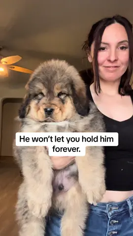 Sike. 😜 #tibetanmastiff 