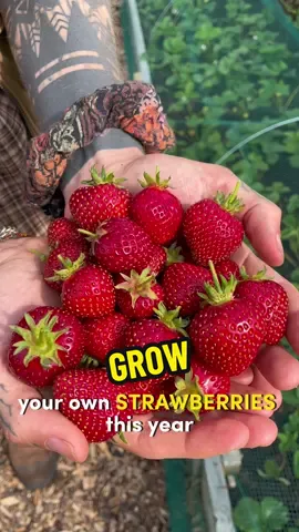 Grow your own Strawberries! 🍓🌱😋 As the name suggests bare root plants are sent without any pot or soil but are a much cheaper alternative to buying potted plants. You can grow strawberries from seed that form inside its 200 tiny fruits, yes botanists actually call the strawberry a 