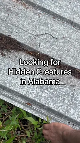 Take a look at all the Hidden Creatures I found in Alabama!  #creatures #snakes #critters 