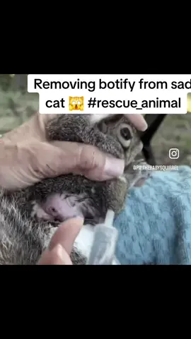Removing botify from sad cat 🙀 #rescue_animal 