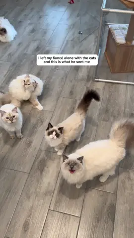 Justin is such a great cat dad 