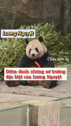 Nhận ngày admin phát hiện ra chị Lương Nguyệt có tin đồn đang đi hẹn hò ở Thành Đô, tranh thủ làm list những điểm nổi bật của cô nàng đáng yêu này, biết đâu nhà chồng biết để trân trọng bả hơn #liangyue #liangyuepanda #luongnguyetpanda #gautrucluongnguyet #panda #gautruc 