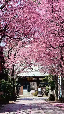 🌸寿福寺 おかめ桜🌸【３月_東京🇯🇵】 📍Jufukuji, Tokyo | #寿福寺 #壽福寺  🚃Ikejiriohashi Station(🚶12min) ,Nakameguro Station(🚶16min),Yutenji Station(17min) 🚌From Shibuya Station→Jufukujimae(20min),From Meguro Station→Jufukujimae(17min) 🎥13 Mar 2024 ⭐️Save this for your future trip to Japan! 参道を覆うオカメザクラ（おかめ桜）のトンネルはとてもきれいでした！ 撮影したのは昼前くらいで日差しはバッチリでした🌸 バスなら渋谷駅や目黒駅から行けますよ☺️ バス停からはすぐです！ 行かれる際は、開花状況等を確認してみて下さい！ #sakura #cherryblossom #flowers #jufukuji #temple #tokyo #springinjapan #japan #travel #visitjapan #japantrip #japantravel #traveltiktok  #桜  #おかめ桜  #オカメザクラ  #東京  #花見  #絶景  #fyp #ญี่ปุ่น  #โตเกียว  ##ดอกซากุระ  #일본  #도쿄  #벚꽃  #櫻  #櫻花  #櫻花季  #Hoaanhđào #Jepang  