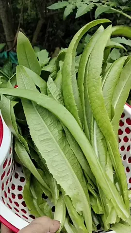 Diếp thơm shop luôn sẵn hàng nhé!  #hatgiong #hatraudiep #raudiepthom #hatraudiep #diepthom 