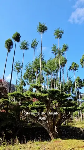 It looks like there are trees growing on a tree. This is a Kitayama cedar is cut and grown in technique that resembles an open palm with multiple trees growing out if it. In other words it's a giant bonsai  The technique can prevent deforestation and result in perfectly round and straight wood known as taruki, which are used in the roofs of Japanese teahouses. 📍Kitayama Big Daisugi, Kyoto #kyoto #travel #fyp #fypシ #japan #traveljapan #japantraveltips #uniqueplaces #CapCut 