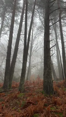 Slowed                                         #pnw #foryou #forest #travel #france #mystic 