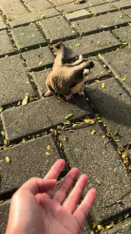 Jalan jalan sore #sugar #sugarglider #tempattitipsugarglider #pethotel #video #videoanimal 