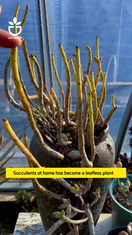 Useful tip for succulents #oldgarden #oldgardenshop #greengarden 