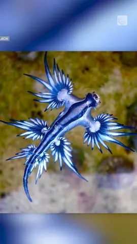 Beautiful, but dangerous. These rarely seen 'blue dragons' have been crashing #Texas beach outings all #SpringBreak long and experts are warning travellers to stay away. 