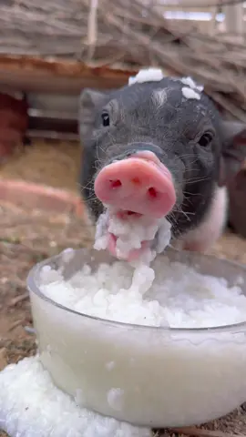 #cute #pig
