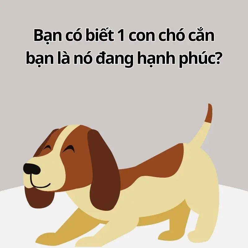 Bạn có biết chó c.ắ.n bạn là nó đang hạnh phúc #dogsoftiktok #viraltiktok #pet 