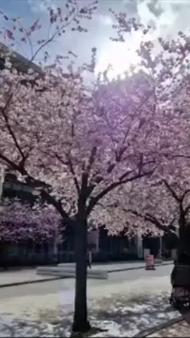 Oozells Square, near Brindleyplace off Broad Street, looks absolutely beautiful this time of year 😍 🌸