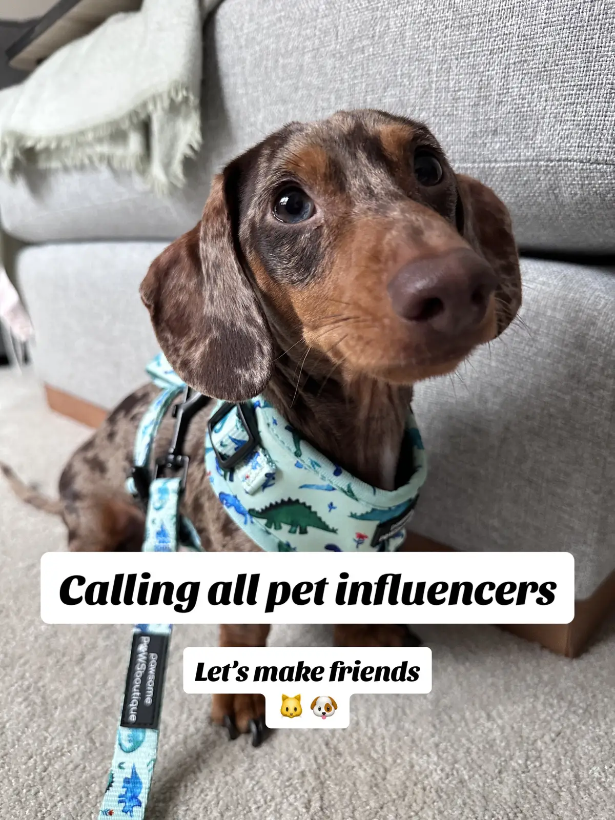 All pets welcome to join 😋 We are 2 crazy sausages who live rent free with our pawrents 🤭 #petinfluencer #PetsOfTikTok #sausagedog #grow #dogsoftiktok #dogpack #letsgrow 