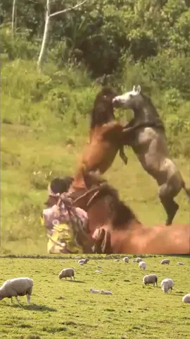 #horse #horses #horsesoftiktok #horsefight #animalfight #tiktokanimals #animalsoftiktok #animalworld #animals #animal #animalplanet 