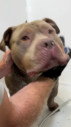 Lulu & Tuktuk’s wash day with @Fur Love 🐾. Their shampoo contains Manuka honey and Omega oils, which have antibacterial properties to promote healing and improve skin and coat health 🥰. We’ve noticed a significant change in their rashes since switching to The Fur Love products. The conditioner contains coconut oil, evening primrose, argan oil, and shea butter to keep his skin well hydrated and rash-free 🙌🏼. Use the code LULU&TUKTUK for a discount to ensure your dogs’ skin remains healthy and happy 🩷. By the way, did you know that The Fur Love also offers an alkaline-based paw soak? It contains coconut and citrus, providing a simple and effective way to keep your dogs’ paws clean and healthy. It cleanses, soothes itchy spots, reduces redness or staining, and even helps with dirt or grass stains. Plus, it can absorb odors and reduce excessive paw licking and chewing. Pretty cool, right? 🐾 #thefurlove #dogwash #asm #dog #tuktuk #dogs #puppy #americanbully #luluandtuktuk #washday #puppylove #dogsoftiktok #furlovers 