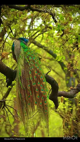 Beautiful peacock #flowers #spring #moon #view #beautiful #views #nature #rose #Summer #sunset #bird #sunrise #garden #sky #winter #tree #beautifuldestinations #beautifulview #naturalbeauty #beautifulnature #forest #peackock 