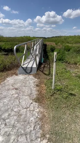 14 foot dinasour looking #alligator #camouflaged #plane #nature #sounds #gatorcountry